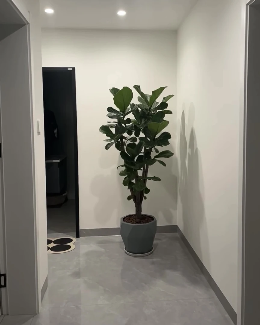 琴叶榕造型独特氛围感耐养懒人植物居家必备盆栽绿植室内大叶老桩