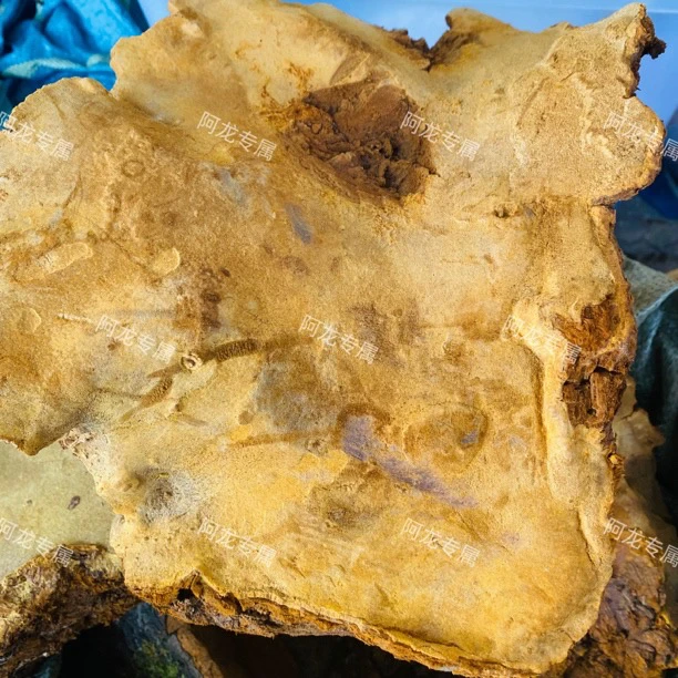 【桑/簧】净含量500g-2500g