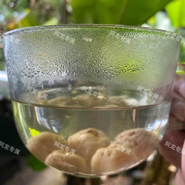 【土特产】白血丹净含量100g-500g