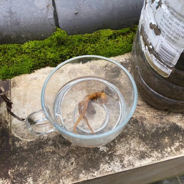 【土特产】老-山-滲净含量150g-500g