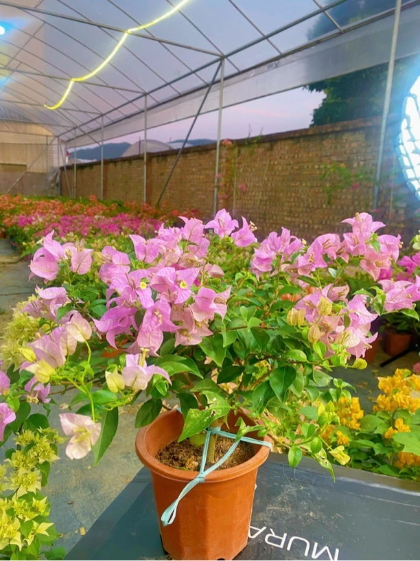 【巴西紫】三角梅花卉勤花四季开花基地直发