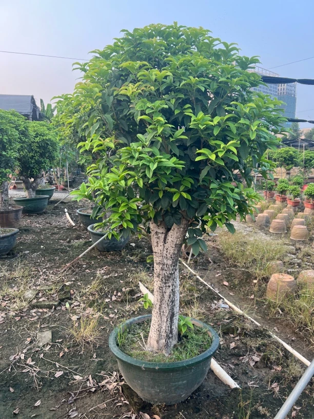 寄养区  北欧风格桂花盆栽浓香型阳台庭院室内绿植