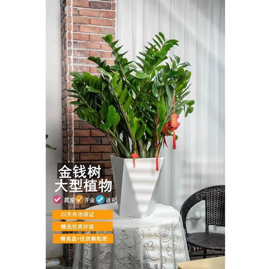 【财源广进】61cm-70cm金钱树盆栽好养旺宅绿植植物四季常青树常绿