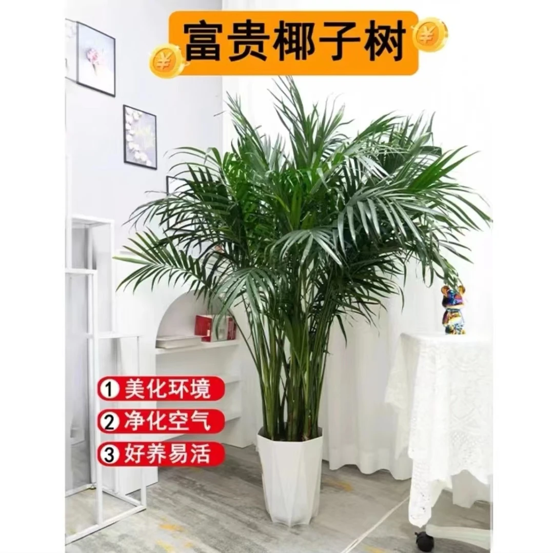 [空气加湿器]1.41-1.5m室内大型绿植富贵椰子盆栽散尾葵凤尾竹