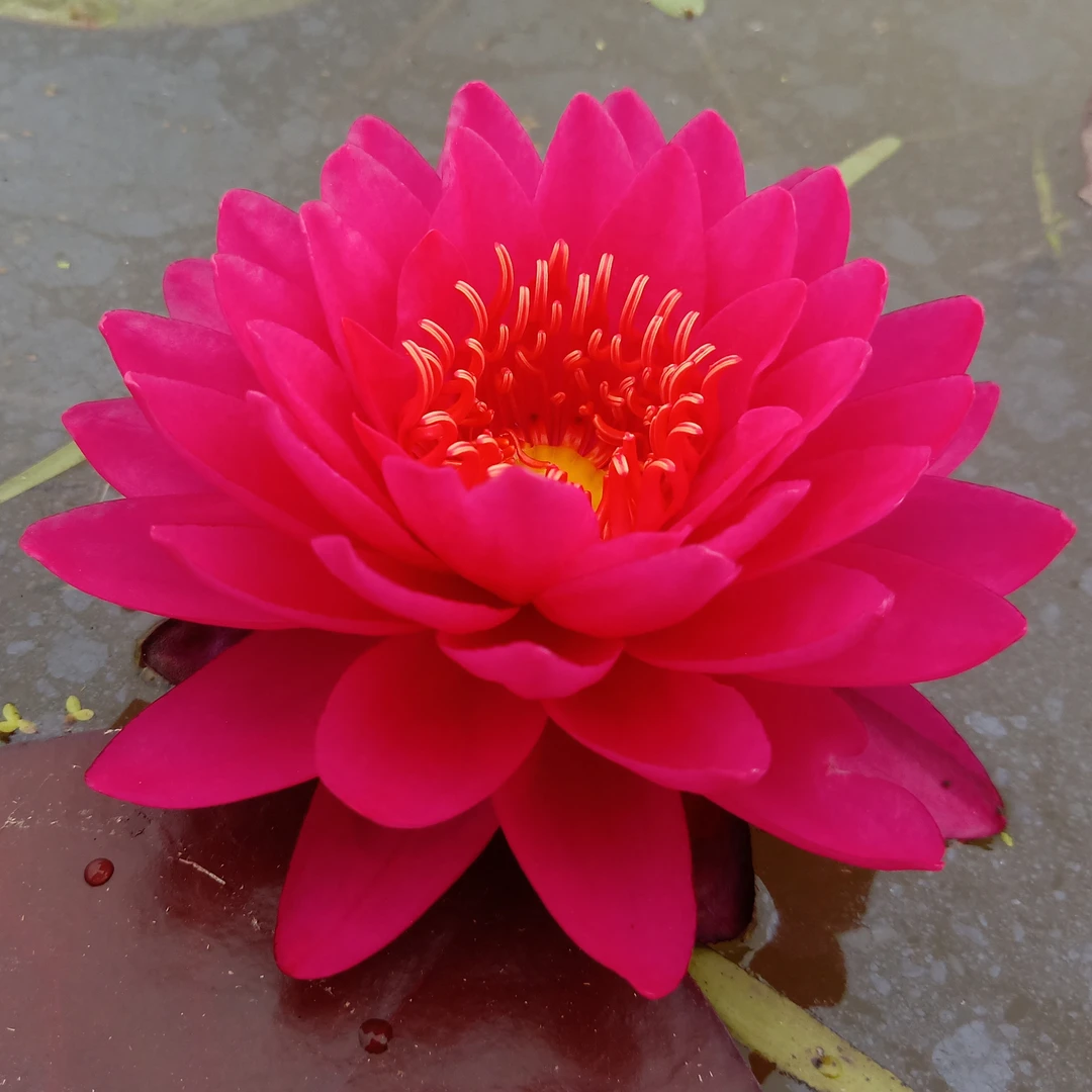 【带花苞】山梅绿植花卉四季常青室内盆栽阳台