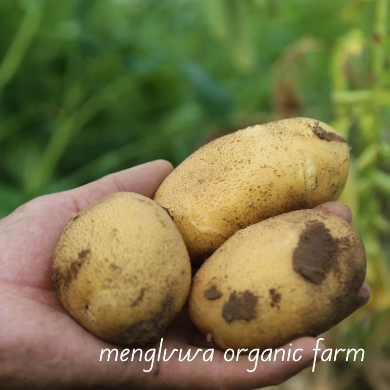 蒙绿娃【有机认证】蒙绿娃有机黄土豆 有机蔬菜有机新鲜土豆