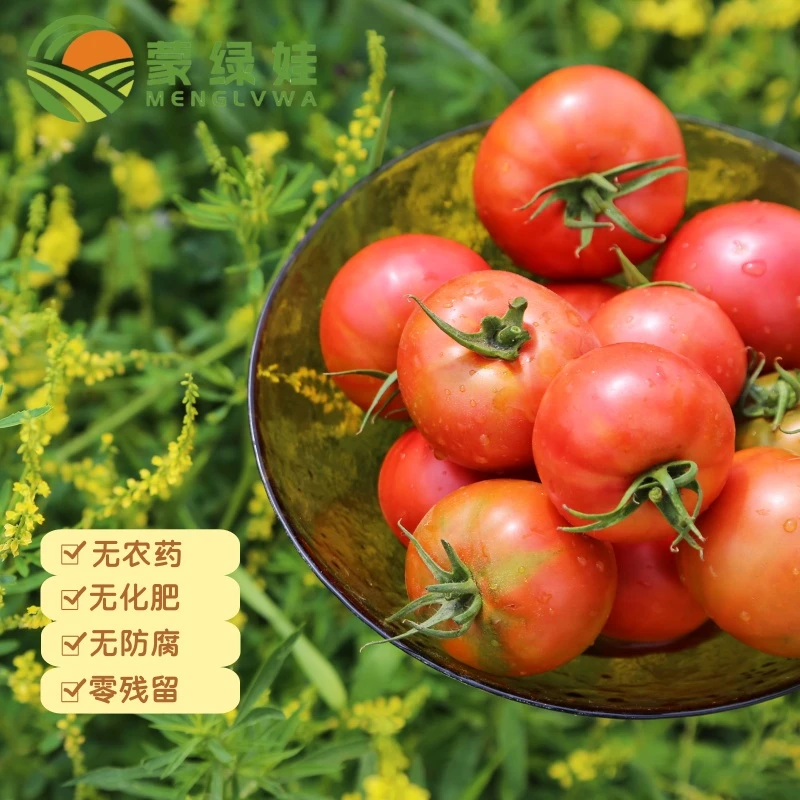 【有机认证】蒙绿娃|有机水果番茄 酸甜多汁味浓品种个头非常小