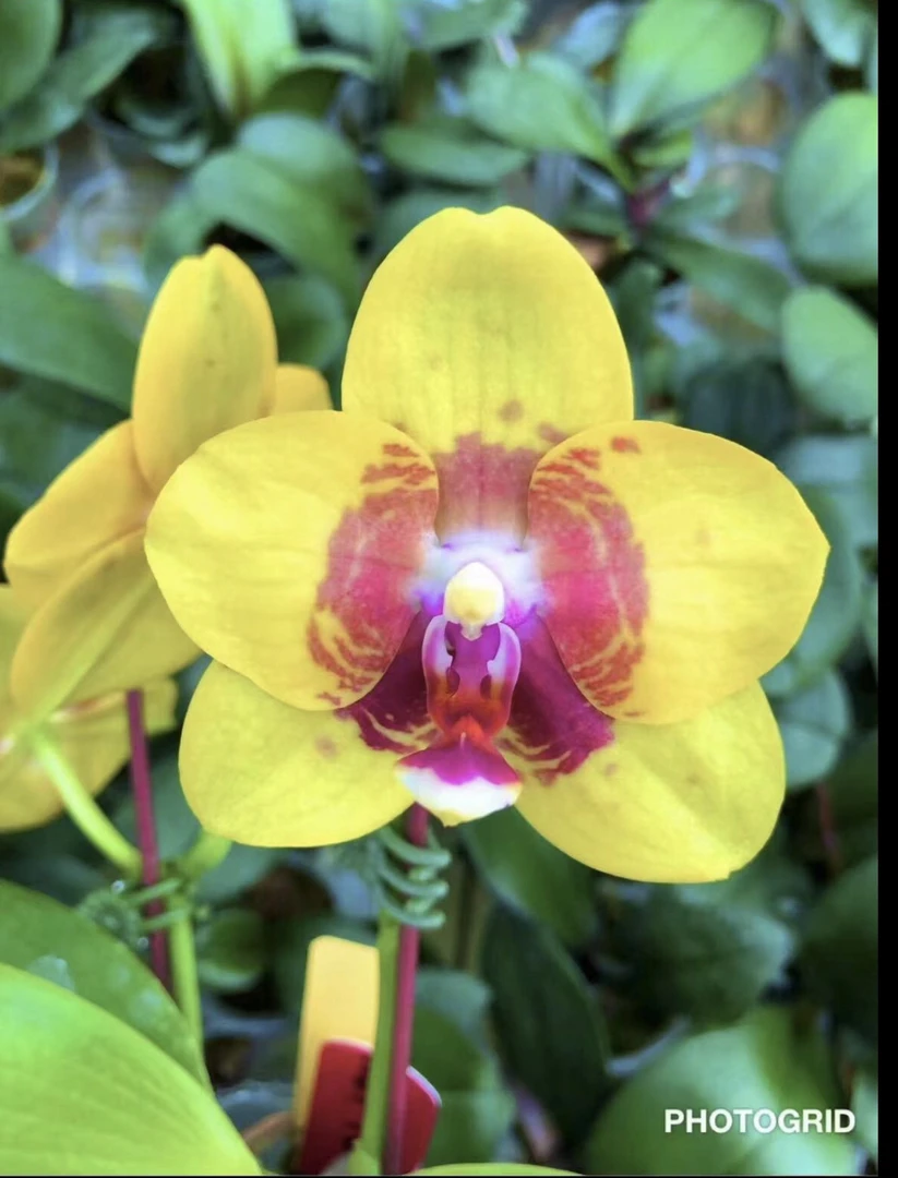 原生种2.5杯浓香型yellow Feathers