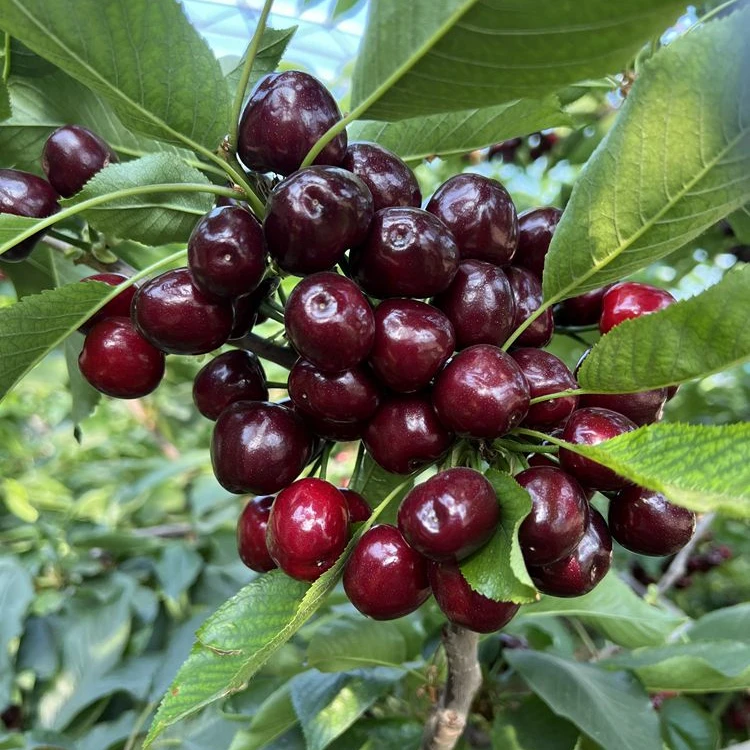 一物一拍樱桃树苗盆栽地栽车厘子树苗樱桃苗种植 包邮