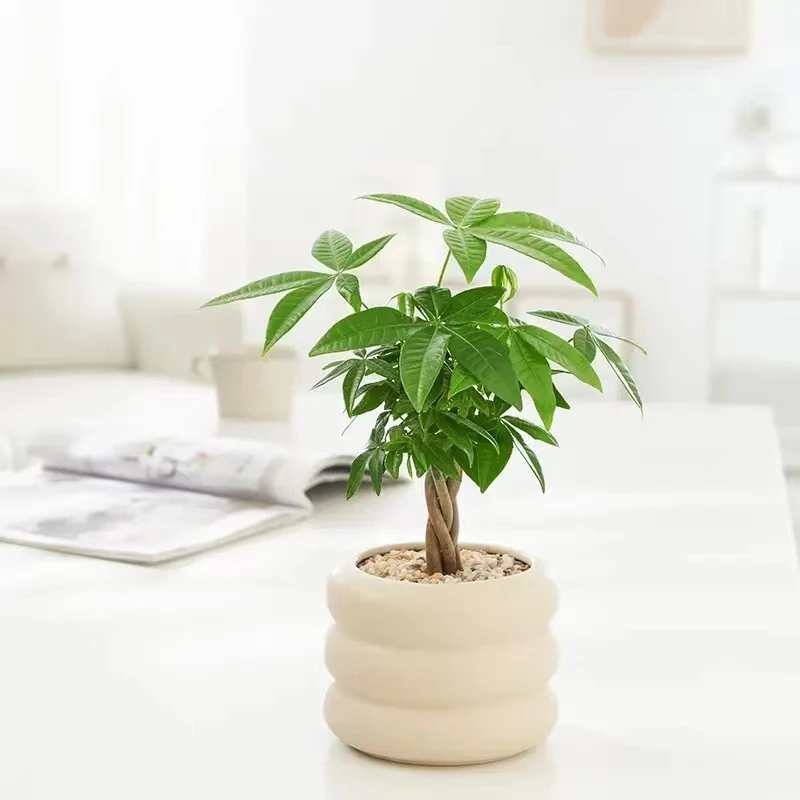 五福发财树招财盆栽植物室内绿植办公好养客厅四季常青懒人盆景