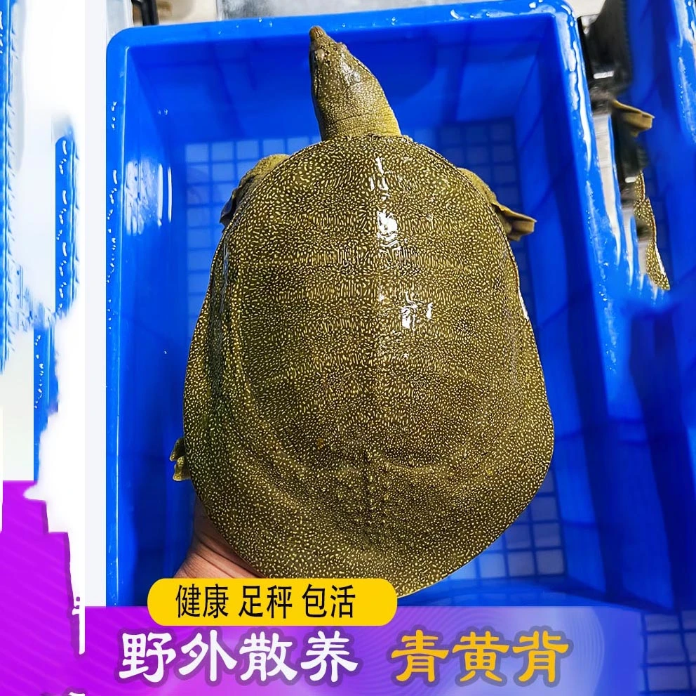 138生态老甲鱼鲜活活的特大外塘黄河老鳖水鱼元鱼