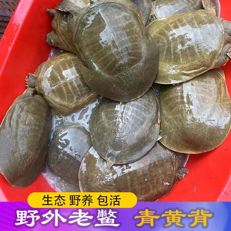 2只共4斤鲜活母甲鱼包活青黄背老鳖