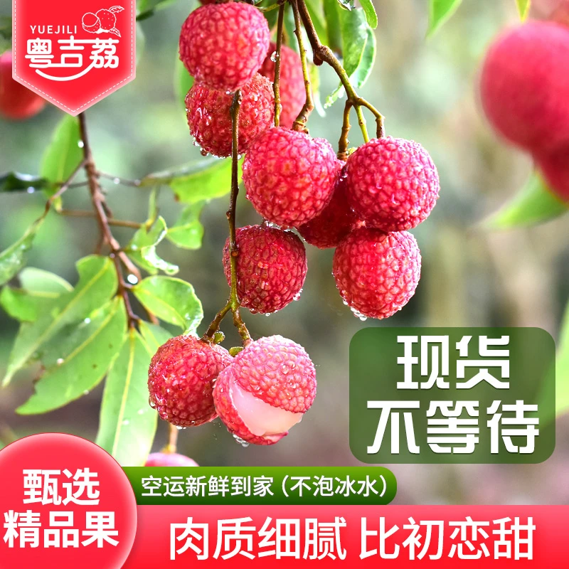 荔枝新鲜 水果3/5斤现摘现发老树桂味白糖罂仙进奉糯米糍顺丰京东