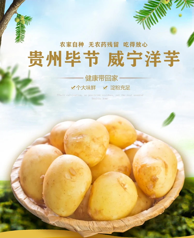 贵州威宁新鲜大土豆现挖黄心小洋芋黄皮黄心马铃薯农家好蔬菜