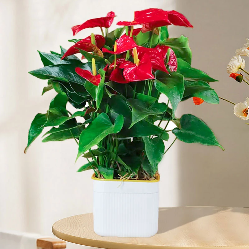 【9-15个花种好发货】5苗红掌盆栽40-50cm高室内客厅好养四季开花