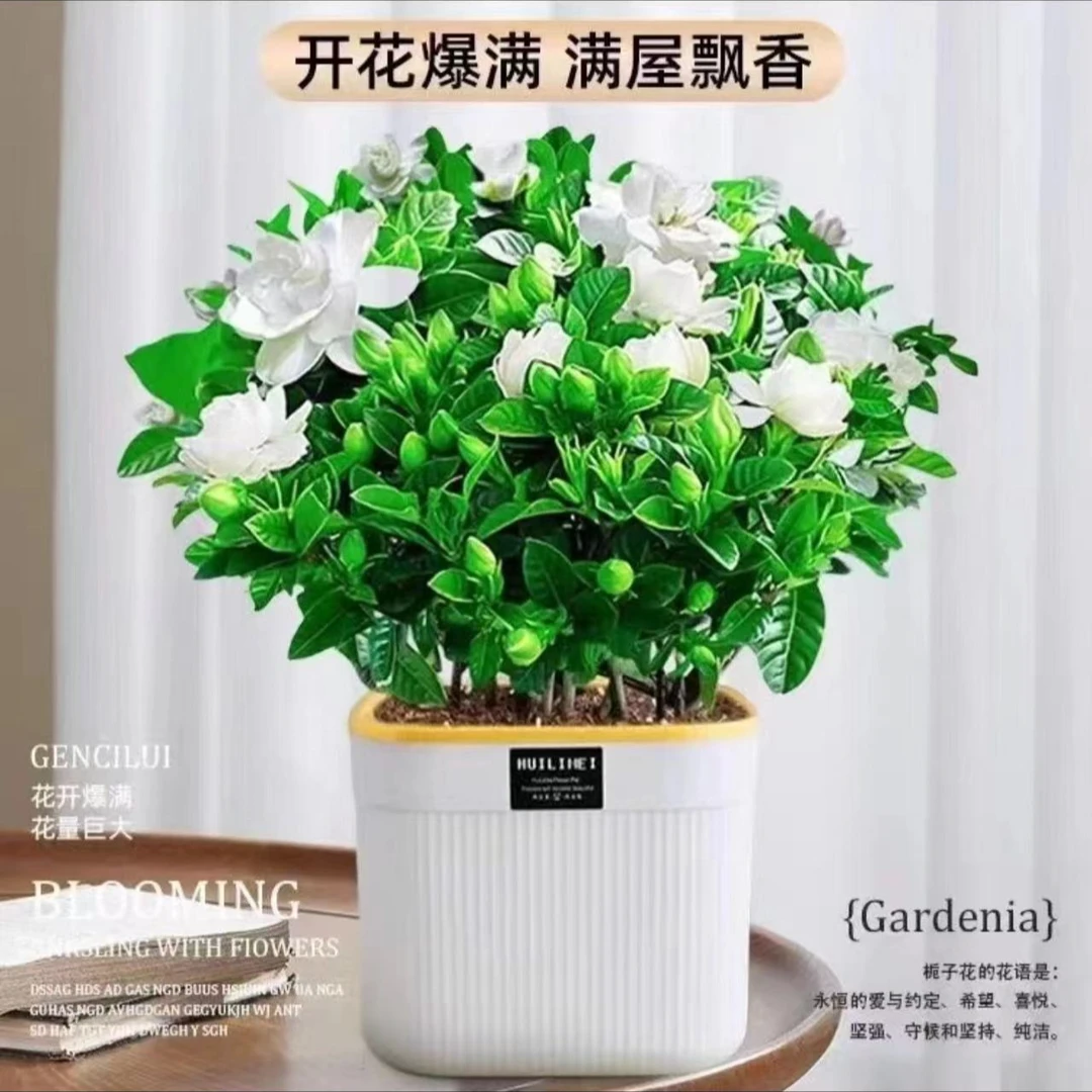 丛生香水重瓣栀子花盆栽花卉植物室内带花苞大苗四季好养d