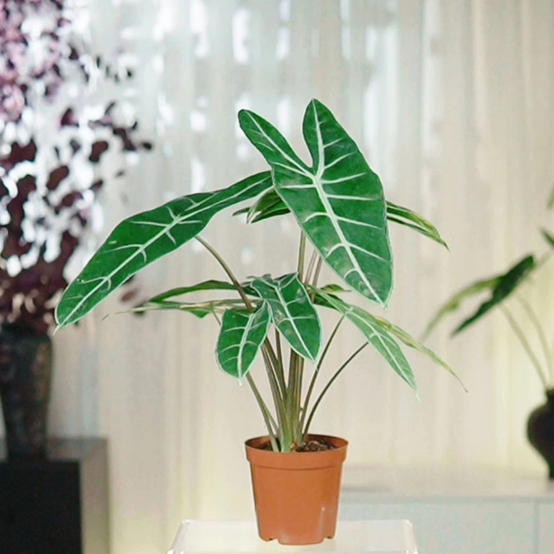 【基地原盆】箭叶银脉海芋净化空气彩叶芋绿植水培