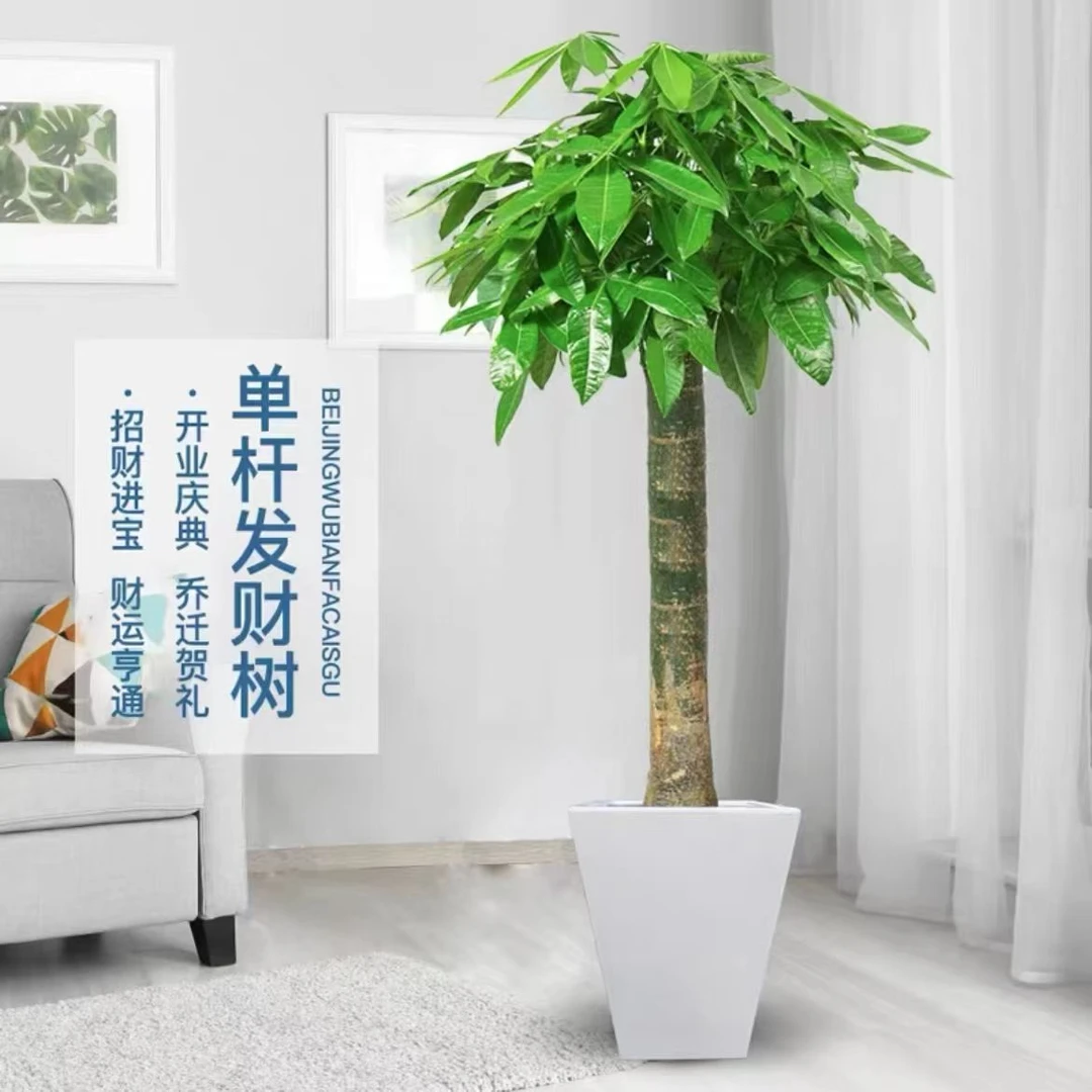 【独杆步步高发财树】大棵1.3-1.4米大型绿植粗杆客厅好养开业送礼j