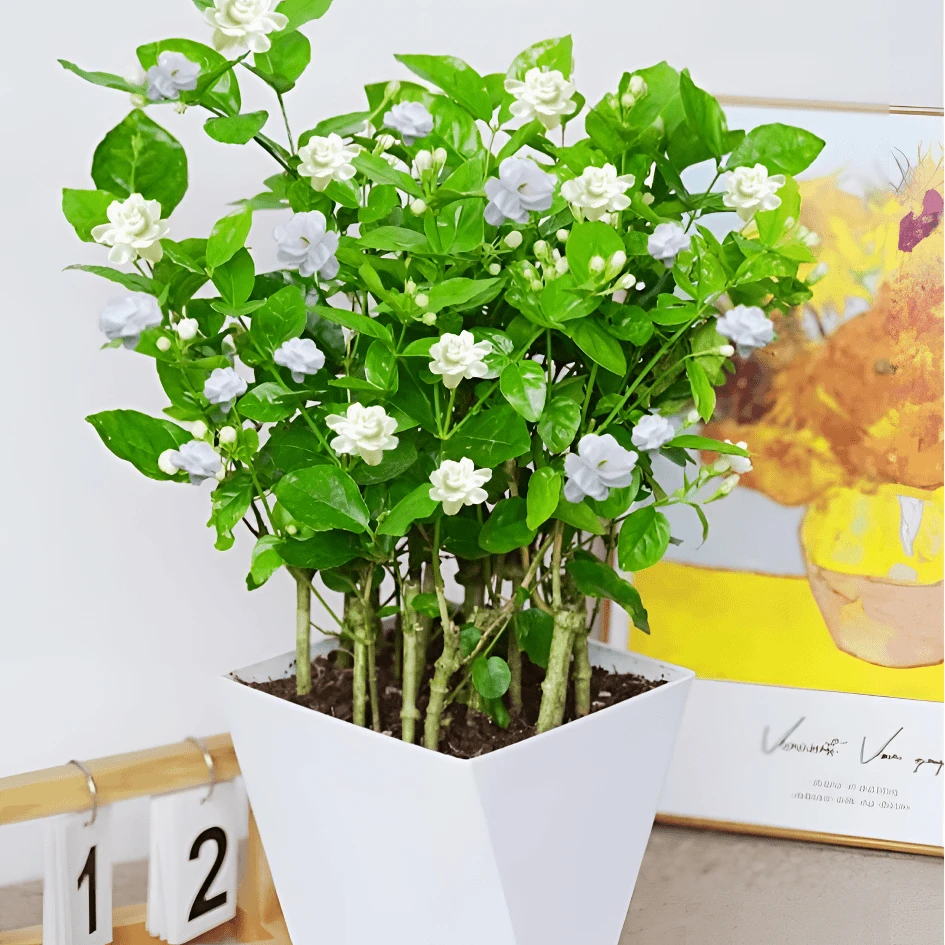【2年老苗带花苞发货】10-12苗30-40CM高茉莉花香水茉莉花清香开花w