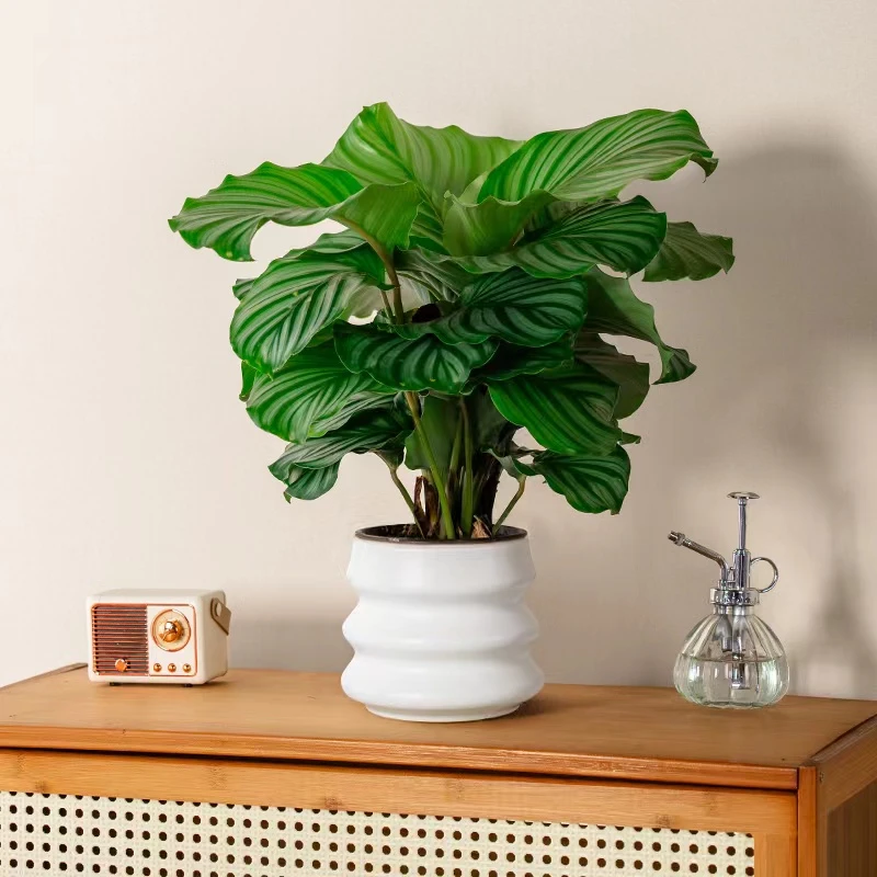 【A级青苹果竹芋】40-50CM盆栽室内办公室客厅吸烟净化空气四季常青