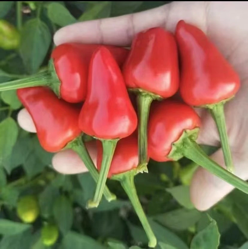 【现摘现发】爆辣草莓椒特辣灯笼椒新鲜采摘辣椒酱香辣高辣3/5斤