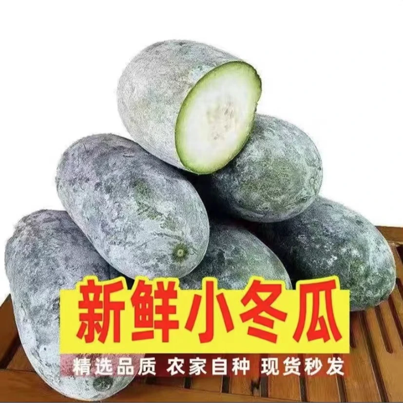 现摘现发】迷你小冬瓜香冬瓜水果冬瓜带白霜发货可生吃凉拌5/9斤