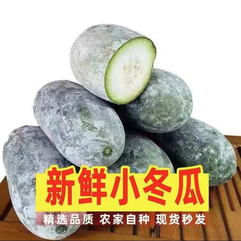 【现摘现发】水果小冬瓜迷你冬瓜新鲜采摘可生吃凉拌炖菜冬瓜9斤