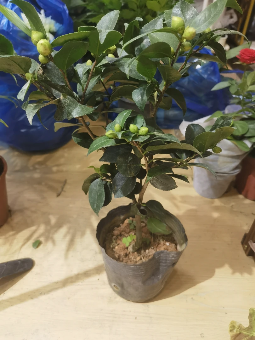 山茶花，宝莲灯，百合竹，杜鹃