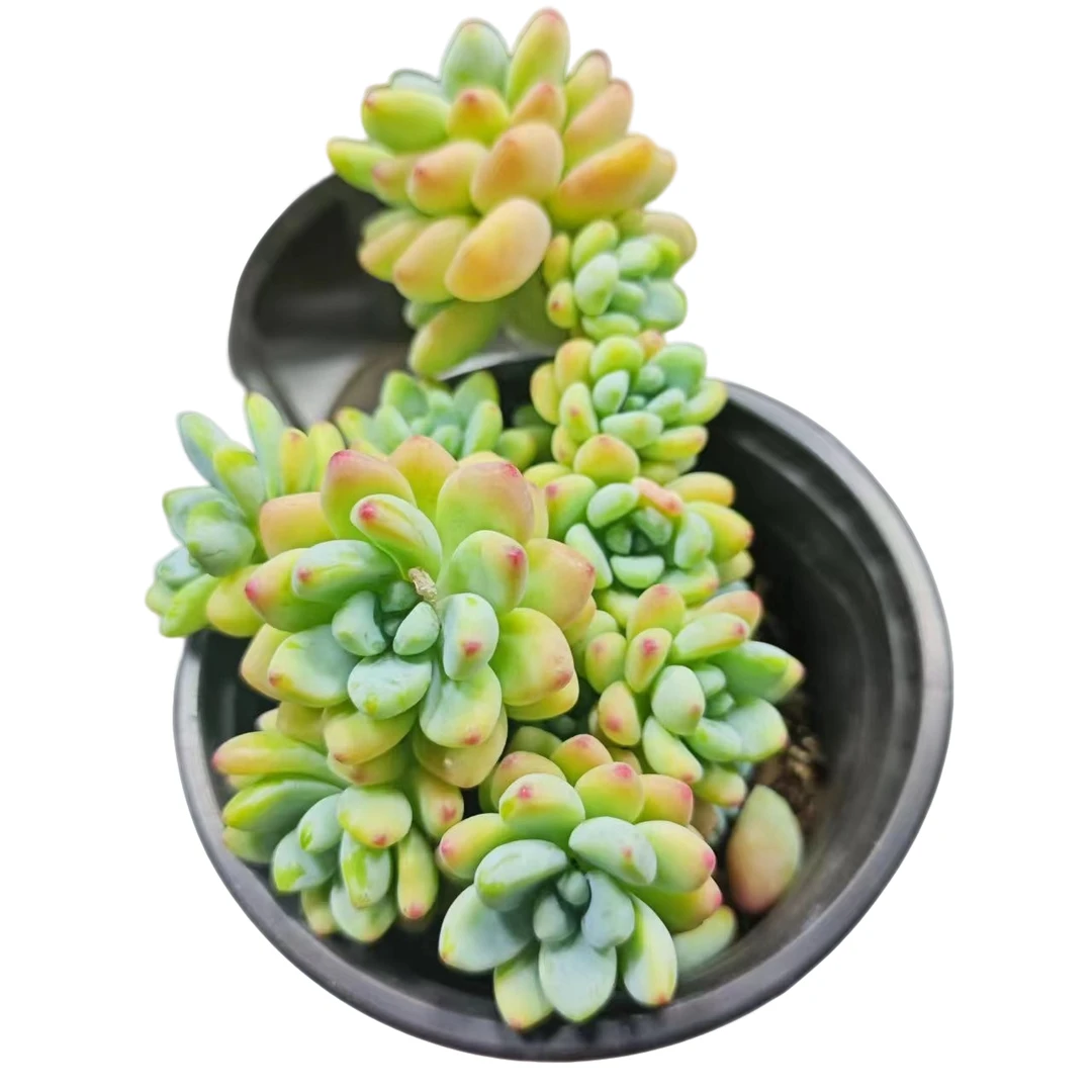 劳尔 多肉植物 星花怒放 阳台 露台 办公室绿植植
