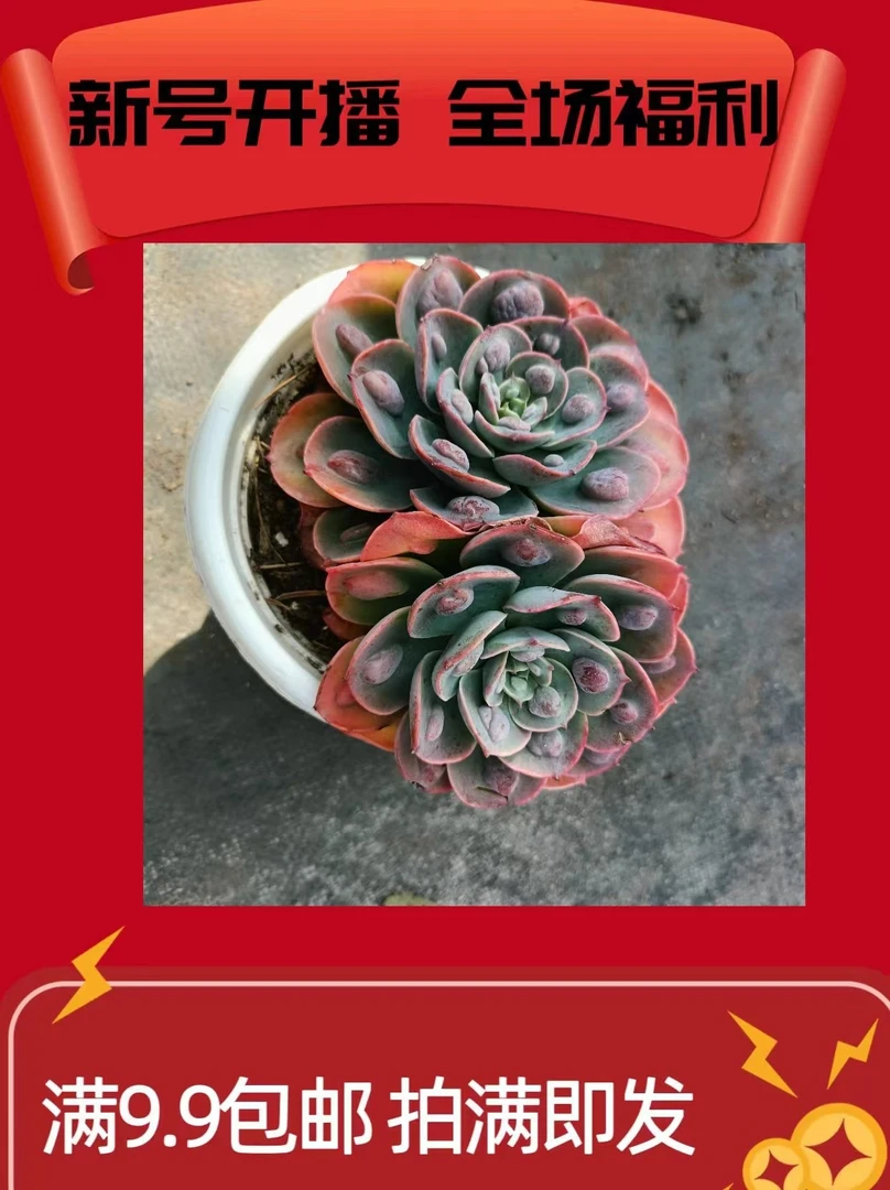 双头雨滴 多肉植新手必备阳台庭院好养实物以直播间为准