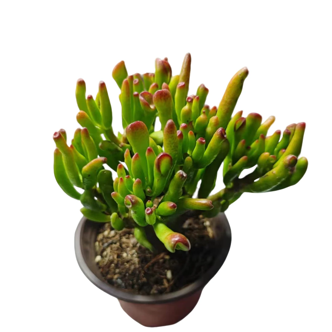 a吸财树 脱土发货 多肉植物 阳台 露台办公室 绿植植物