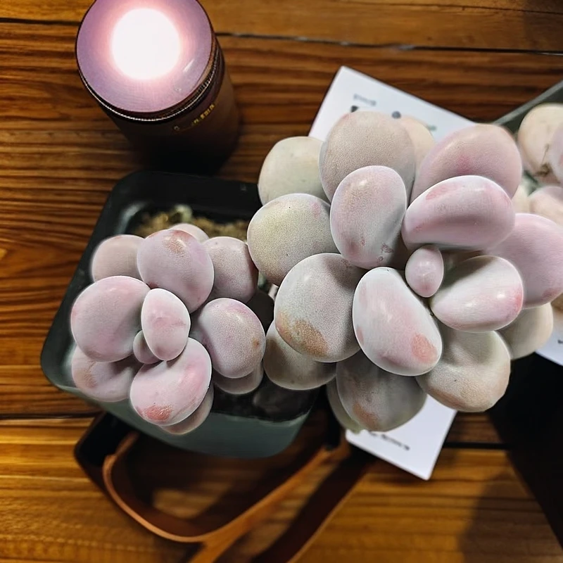 桃蛋(拼满15元包邮)多肉植物阳台露台办公室绿植植新手好养好活