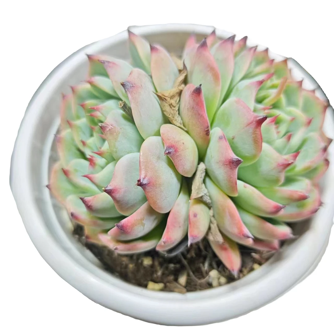 吉娃娃 满 9.99包邮  星花怒放 阳台 露台 办公室绿植植