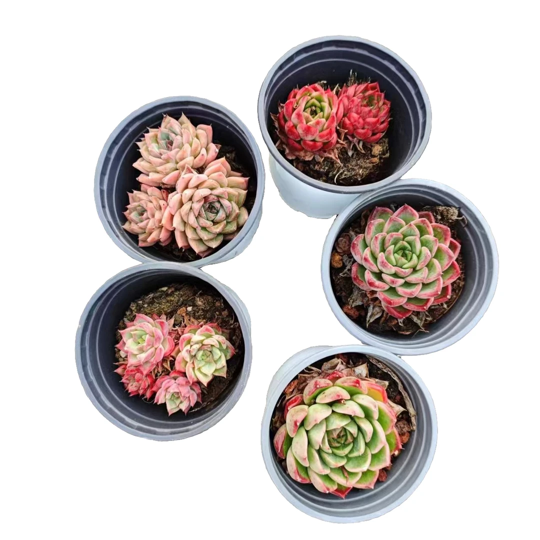 超福链接1号满9.99包邮上新福利星花怒放阳台露台办公室绿植植