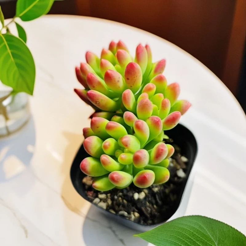 春萌  多肉植物  星花怒放 阳台 露台 办公室绿植植