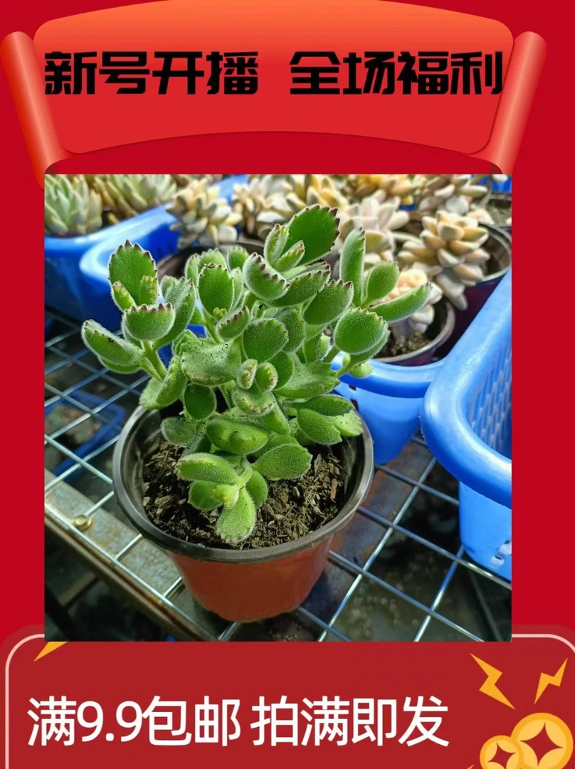 熊童子满9.99包邮多肉植物新手必备脱土裸跟发货实物以直播间为准