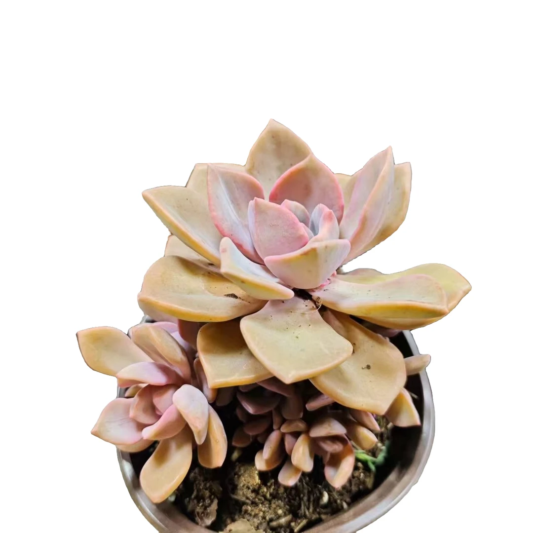 彩虹糖 满9.99包邮 多肉植新手必备阳台庭院好养实物以直播间为准