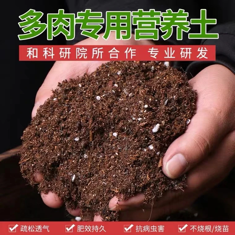 综合链接满9.99包邮多肉植物懒人庭院阳台  新人好养云南基地直发