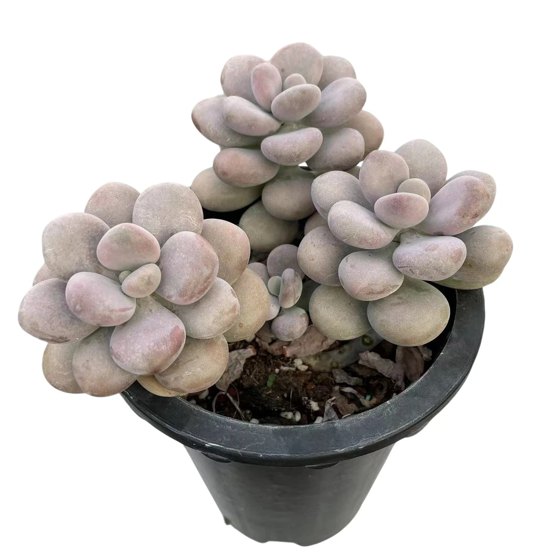 大 桃蛋满9.9元包邮多肉植物阳台露台办公室 绿植植物