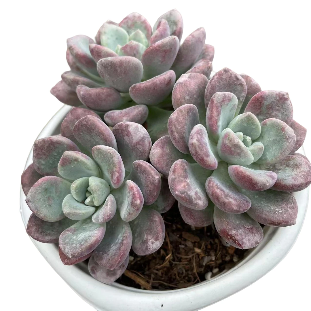 大花斑鹿   满9.99包邮  星花怒放  阳台  露台  办公室绿植植