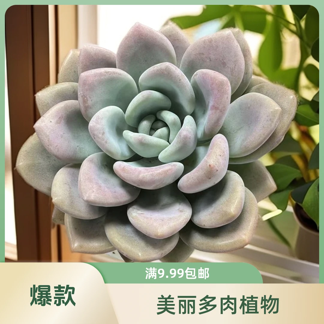 奥普   脱土发货  星花怒放  阳台 露台 办公室绿植植