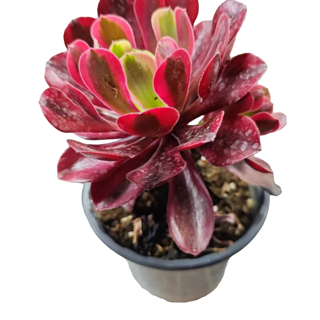 美杜莎(拼满10元包邮)多肉植物阳台露台办公室绿植植新手好养