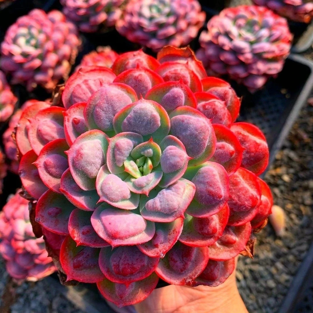 雨滴多肉植物脱土发货阳台露台办公室绿植植新手好养好活