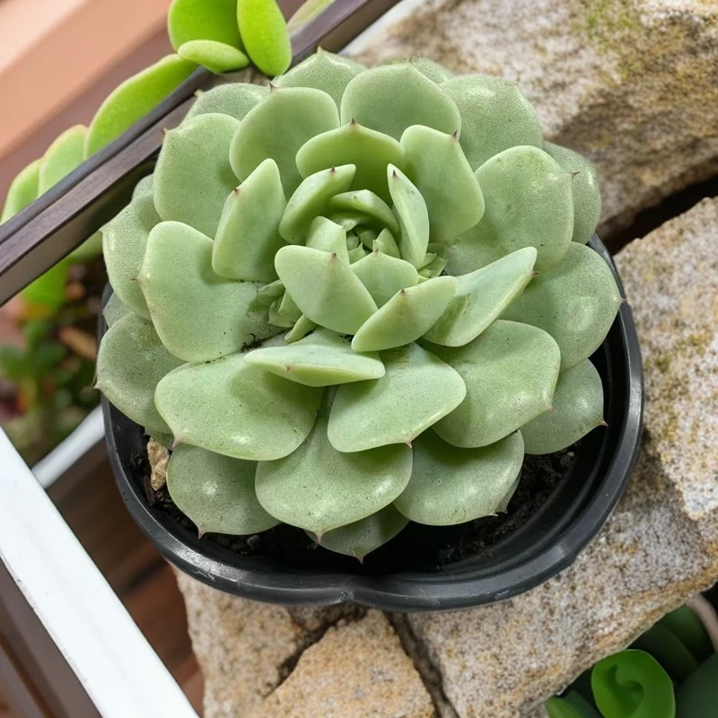 静夜   脱土发货    星花怒放 阳台露台 办公室  绿植植物