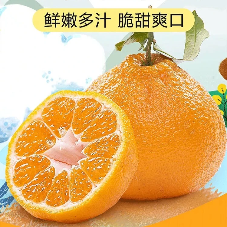 【甄选果王1】四川眉山春见耙耙柑橘子现摘现发多汁净重8斤