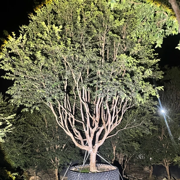 沙巴矮壮盆景造型