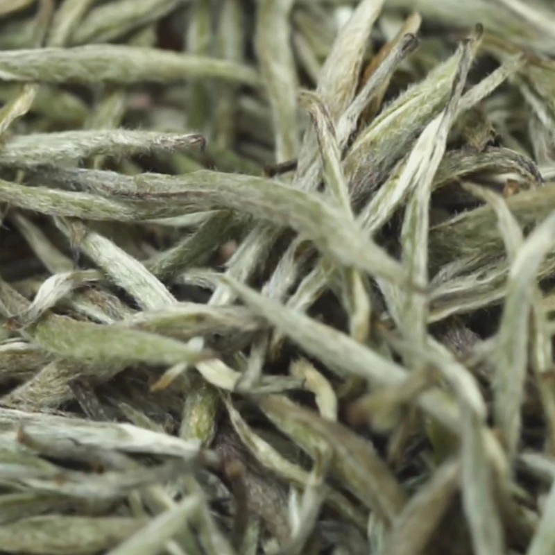 【云雪】2024年雪后炭焙政大白毫银针 | 生态茶园 | 政和白茶 |茶叶