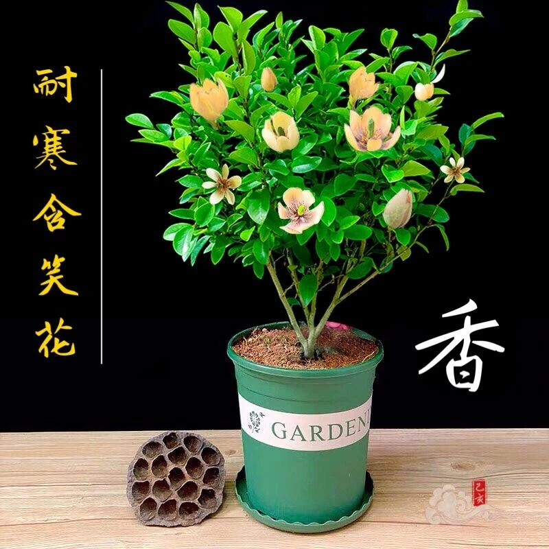 含笑花树苗盆栽浓香型四季花卉耐寒植物室内庭院阳台当年开花不断