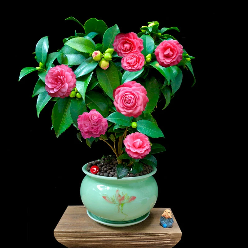 茶花盆栽带花苞四季开花不断室内植物花卉绿植庭院耐冬山茶花耐寒