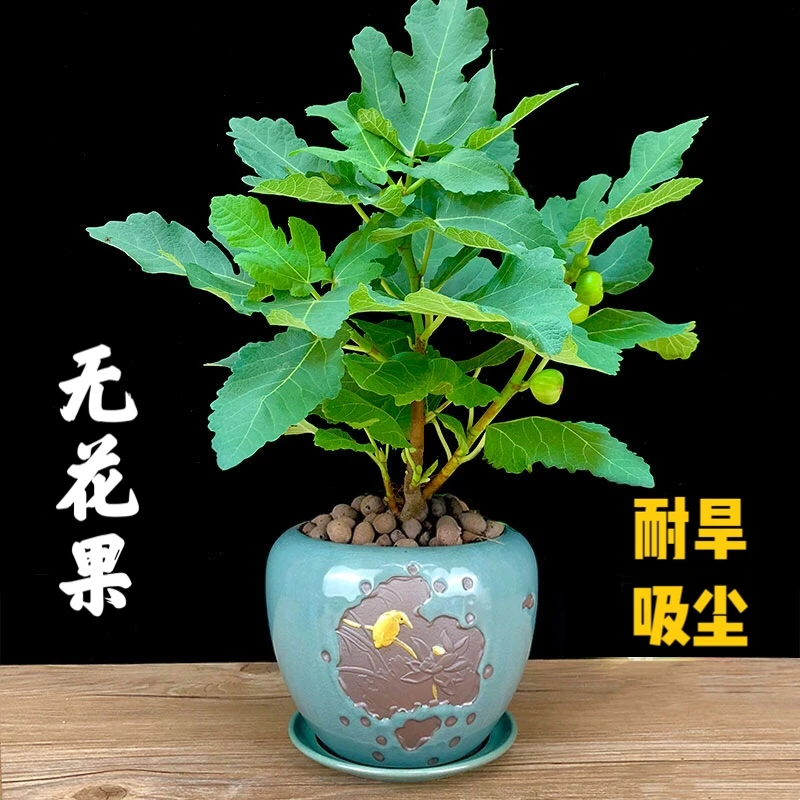 无花果盆栽四季青地栽带叶南北方种植庭院阳台绿化苗净化空气好养